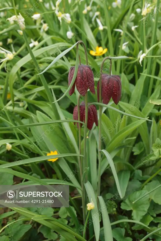 Close up of snakeshead fritillary in a meadow with buttercups and wild garlic.
