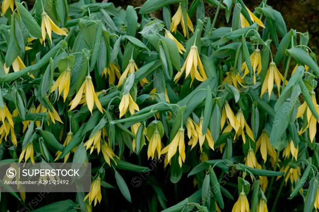 Close-up of yellow bellwort