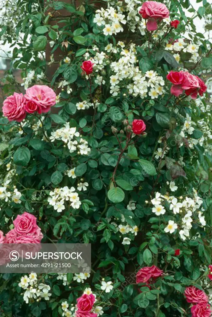 Close-up of climbing rose 'Filipes 'Kiftsgate' with pink rose 'Etude'
