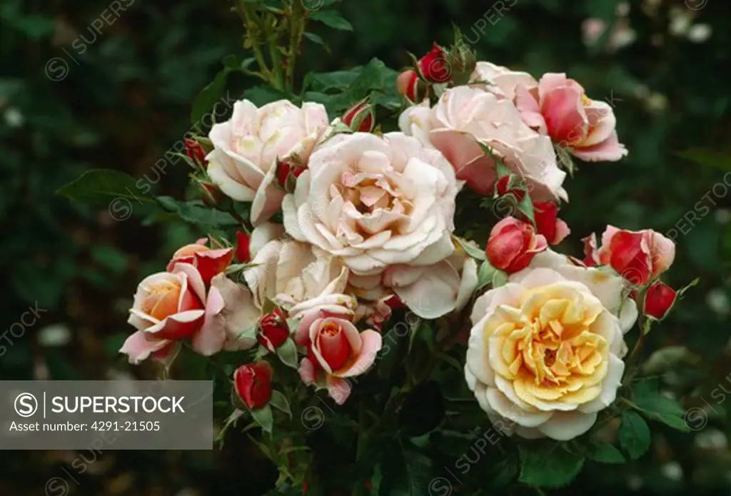 Close-up of pink rose 'Softly Softly' with yellow double rose
