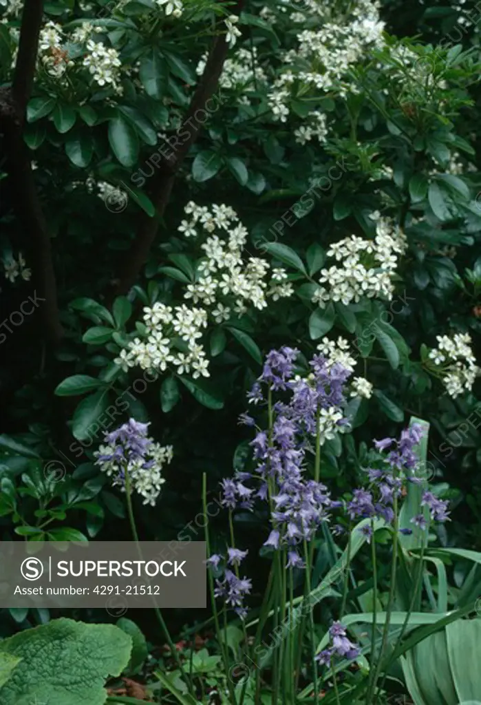 Close-up of English bluebells with white blossom of choisya 'Ternata'