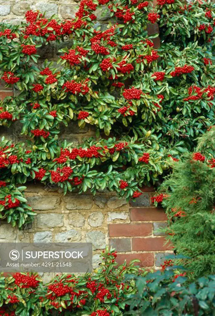 Red berried pyracantha on a brick wall