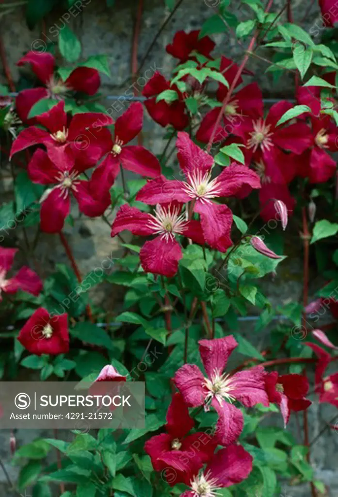 Close upofared mid summer clematis
