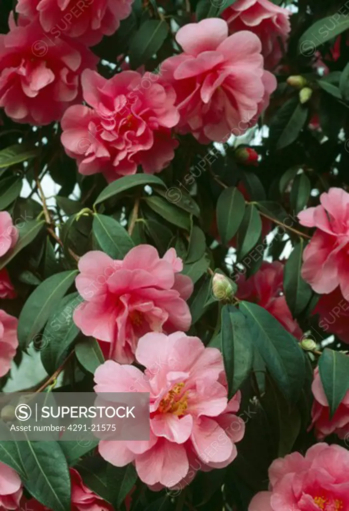 Close upof a double pink camellia.