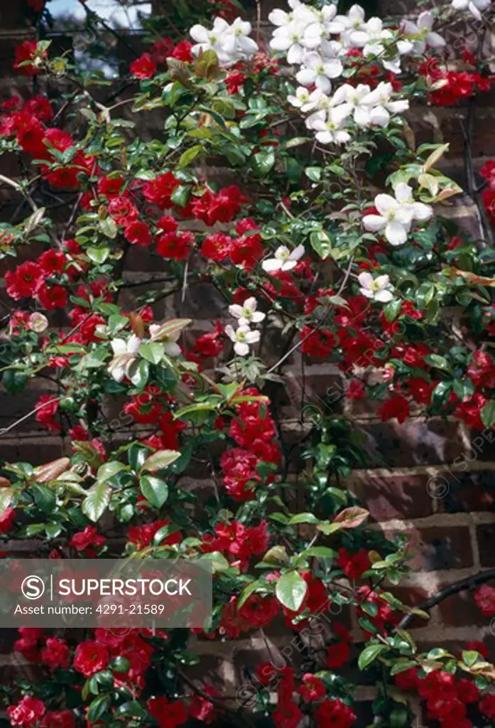 Red flowering quince with whteclematis.