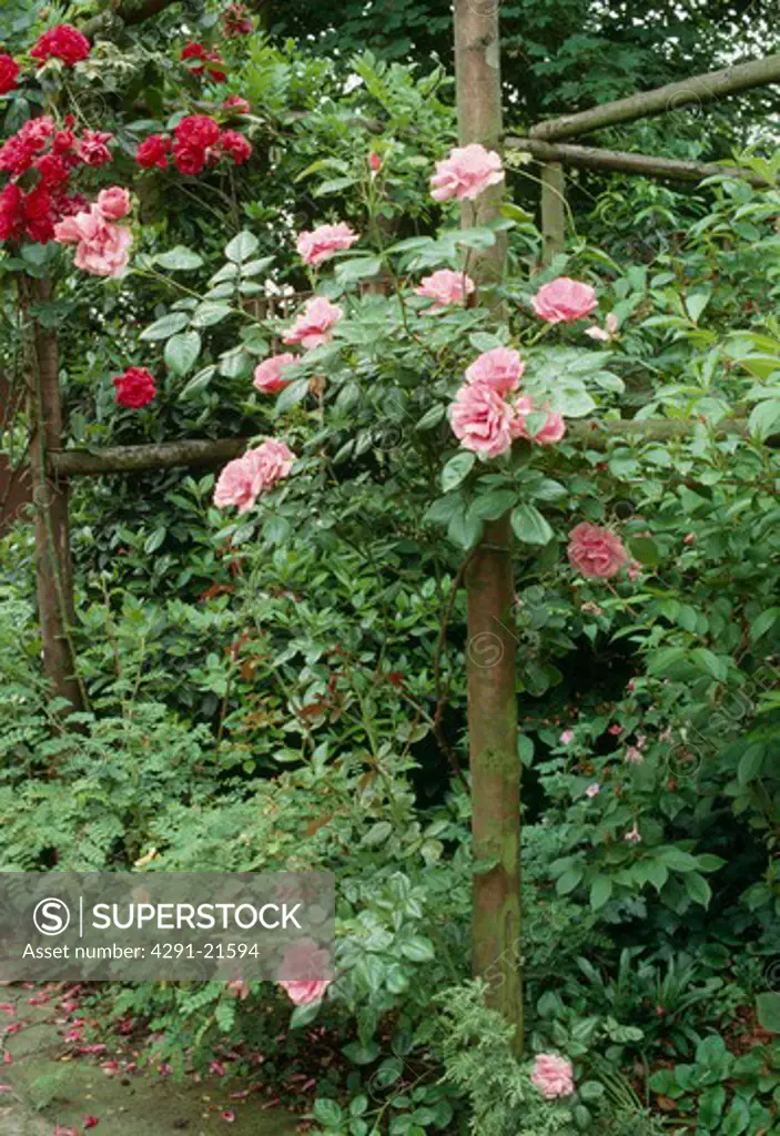 Pink climbing roses on a rustic pergola.