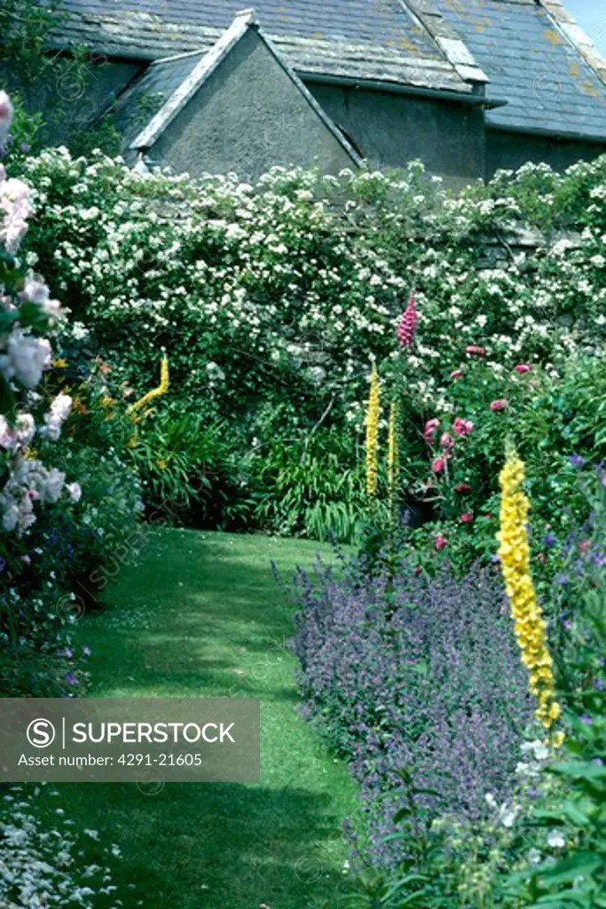 Blue salvia and yellow verbascum in border beside grass path in country garden with white climbing roses on wal