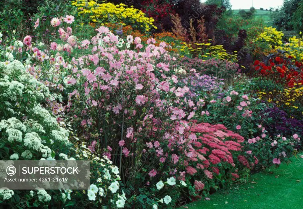Pink lavatera and colourful perennials in herbaceous border in large country garden in summer