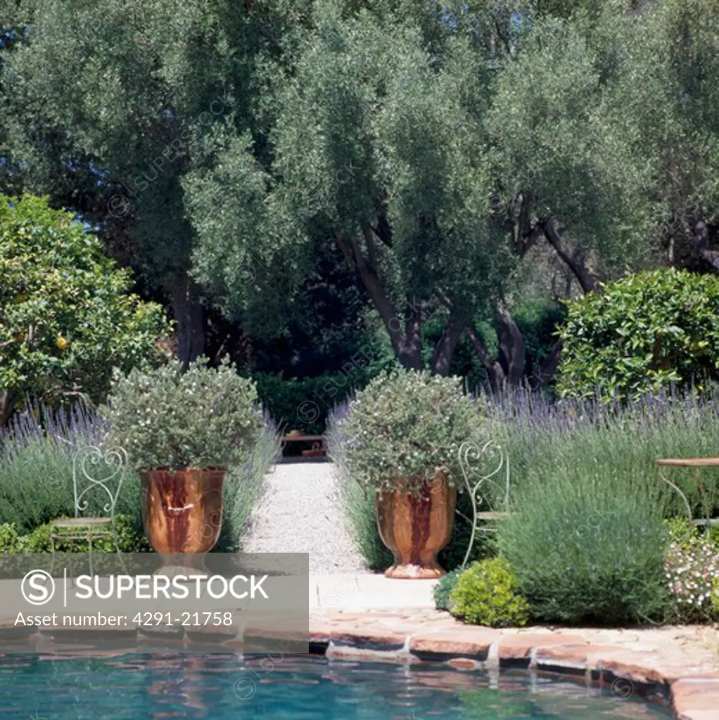 Shrubs in large ceramic pots on either side of gravel path through lavender borders to olive trees in the background