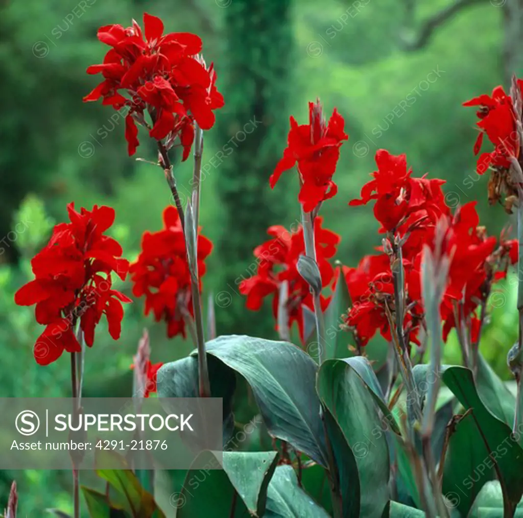 Close up of a large clump of dark red cannas.