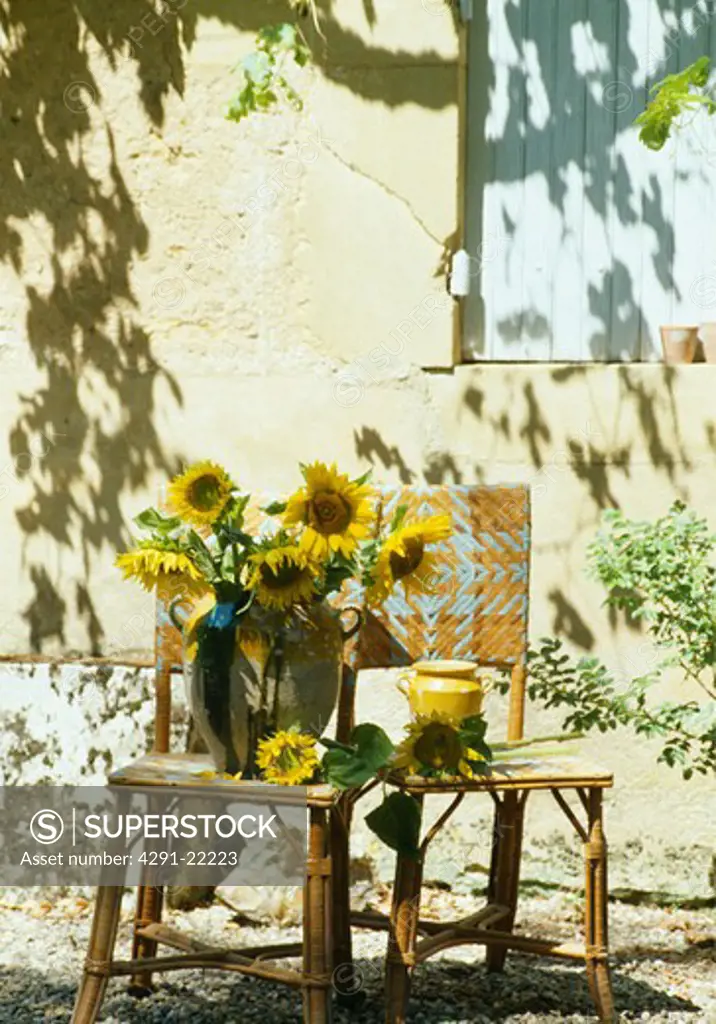 Yellow sunflowers on chairs in country garden in summer