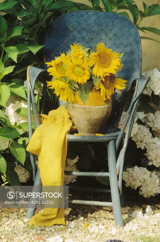 Yellow sunflowers on blue chair in country garden in summer