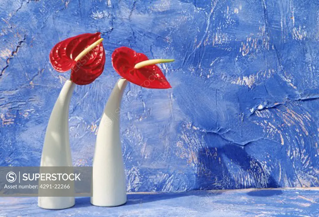 Still-life of red anthuriums and white vases