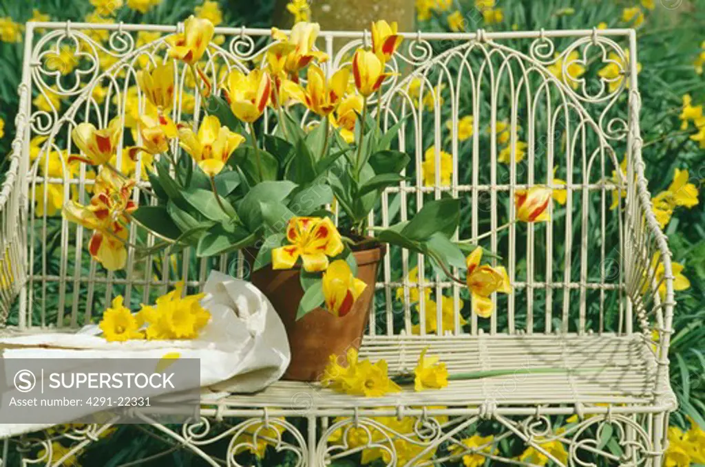 Still-Life of yellow tulips in vase on bench