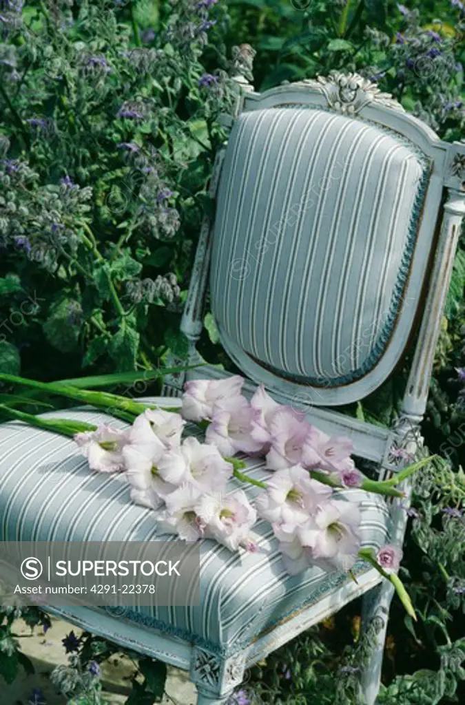Still-Life of mauve gladioli on chair