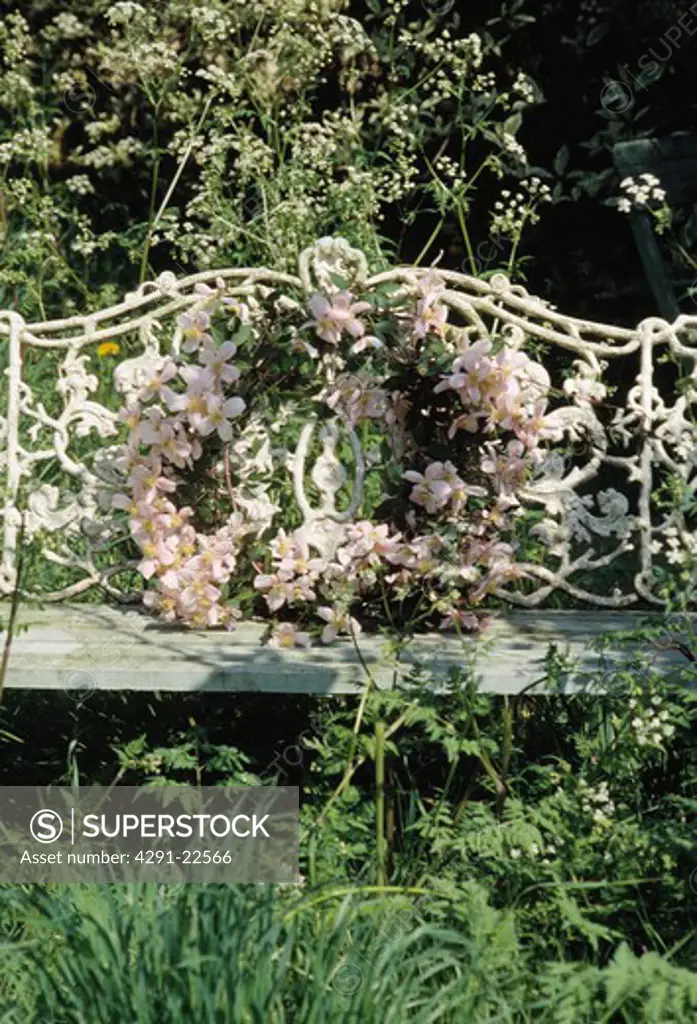 Still-Life of clematis wreath on bench
