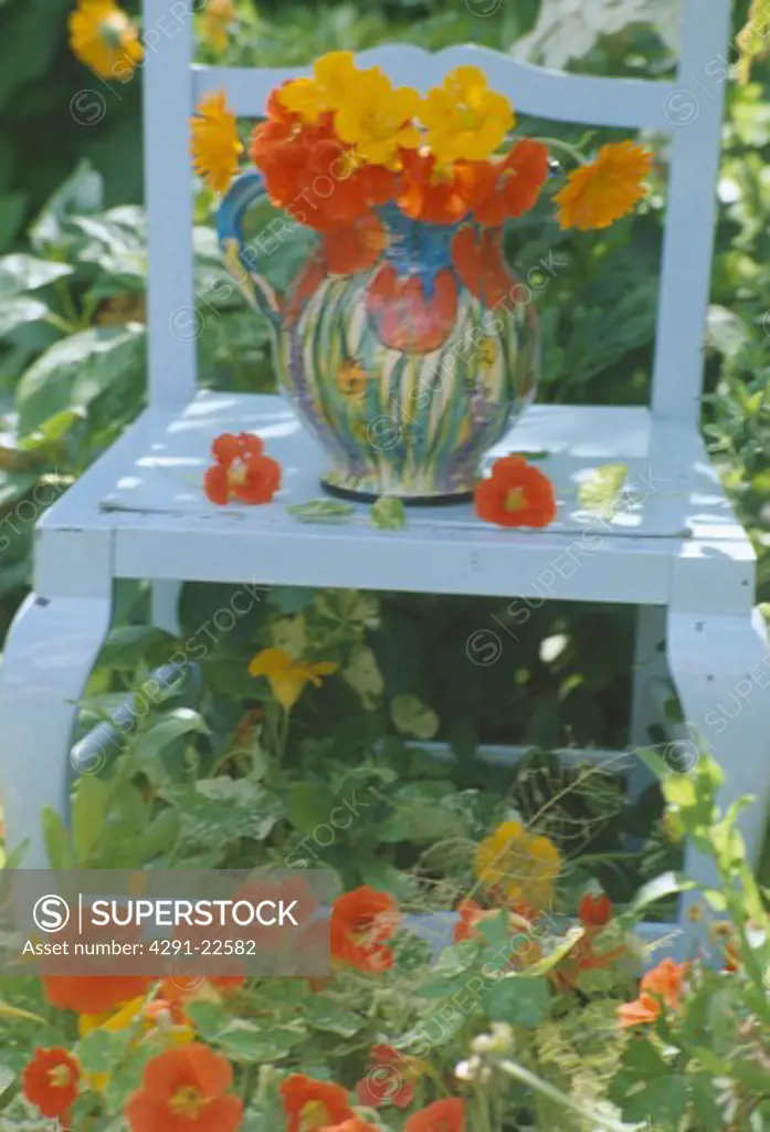 Jug of yellow and red nasturtiums on old white chair standingin orange nasturtiums in summer garden