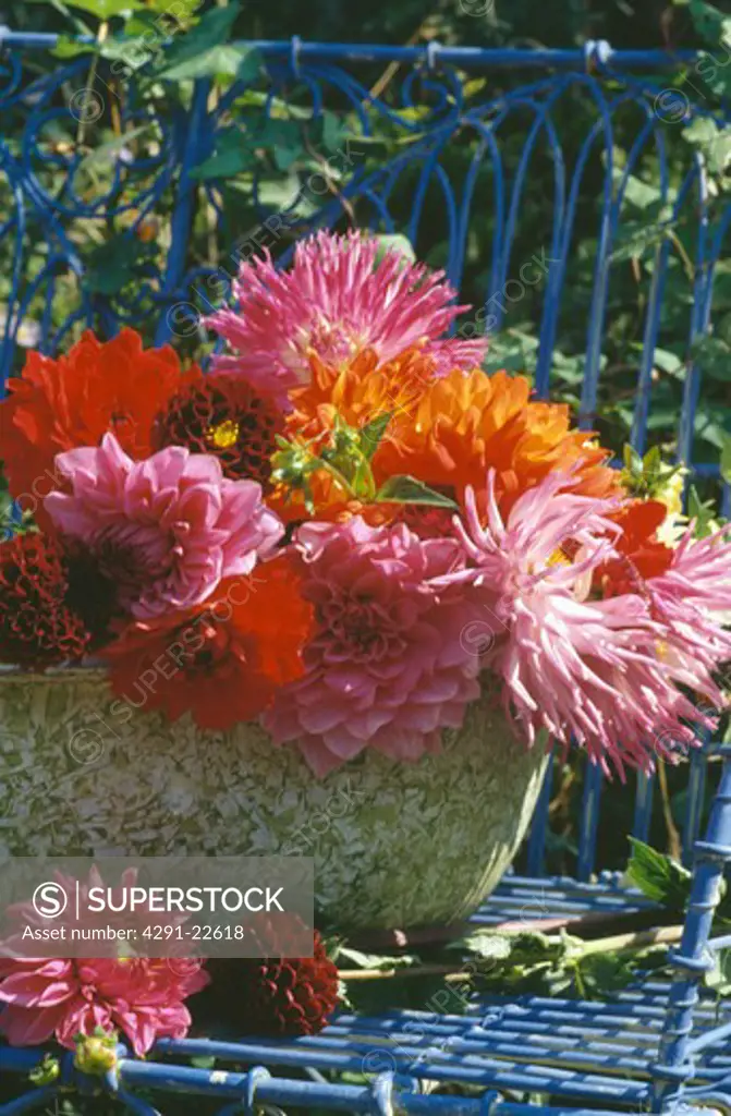 Still-life of pink and orange dahlias in vase on blue wicker garden chair