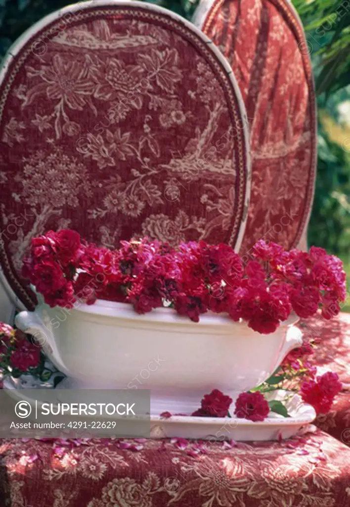 Still-life of red roses in white bowl on upholstered red chair