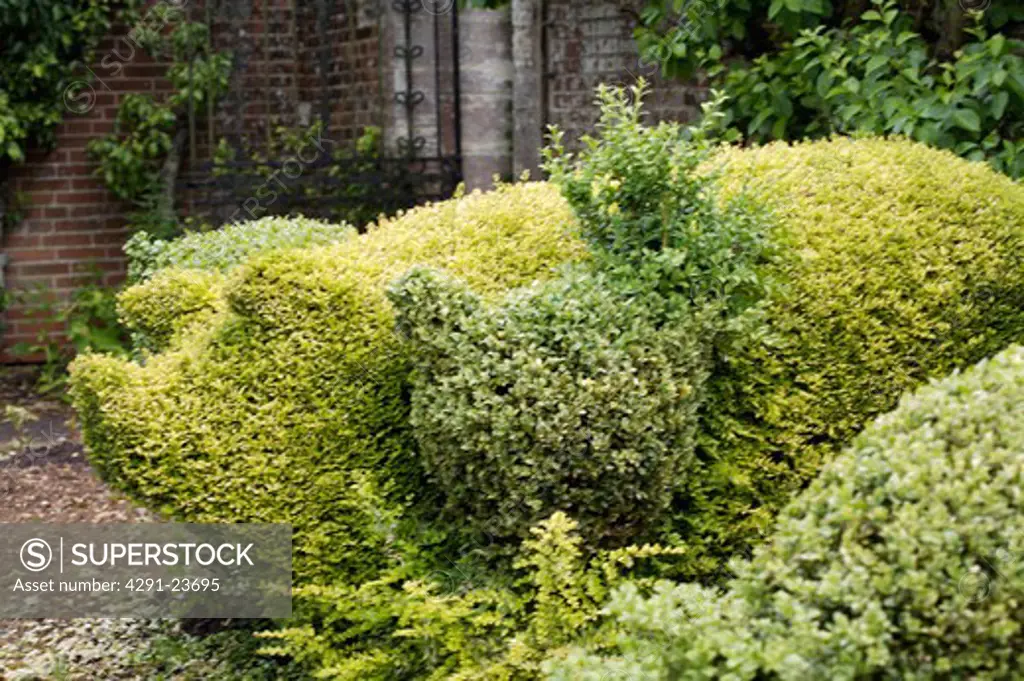 Close-up of topiary pig in garden border