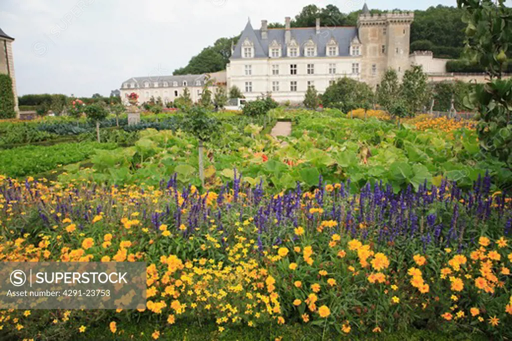 Orange dahlias and blue salvia in large garden in grounds of French chateau
