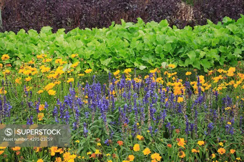 Close-up of blue annual salvia and yellow coreopsis in summer border