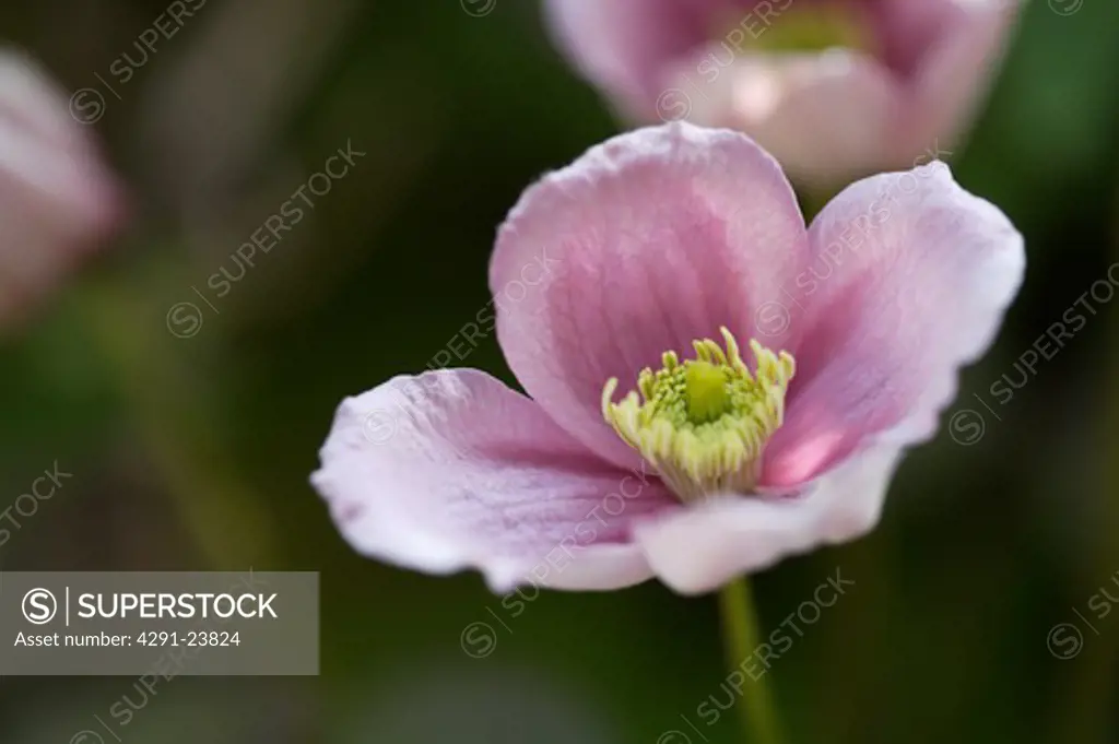 Close-up of pink Anemone Japonica