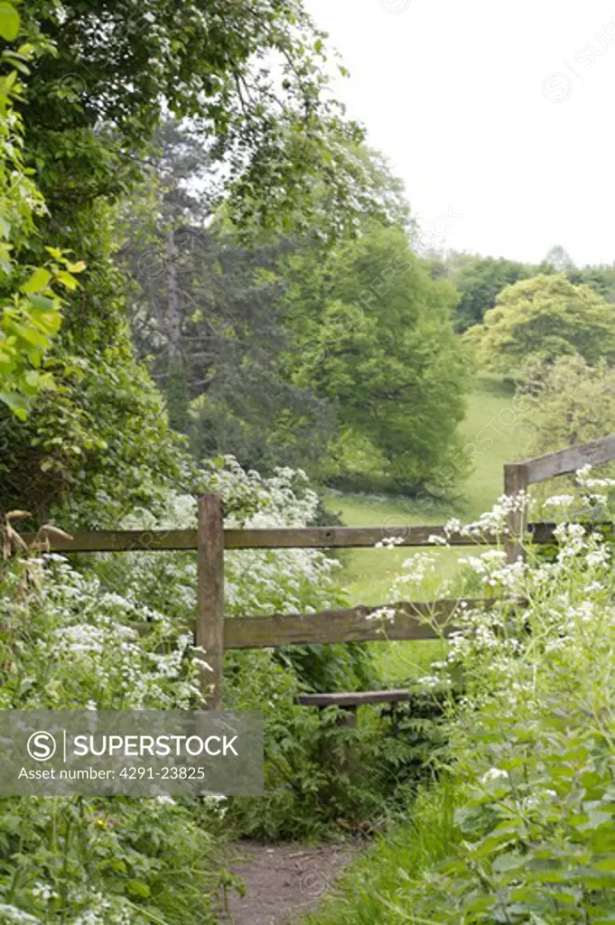 Path through white cow parsley to wooden stile with view of large trees on hillside