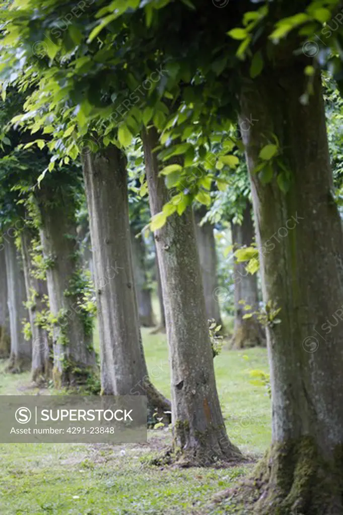 Close-up of beech trees in avenue
