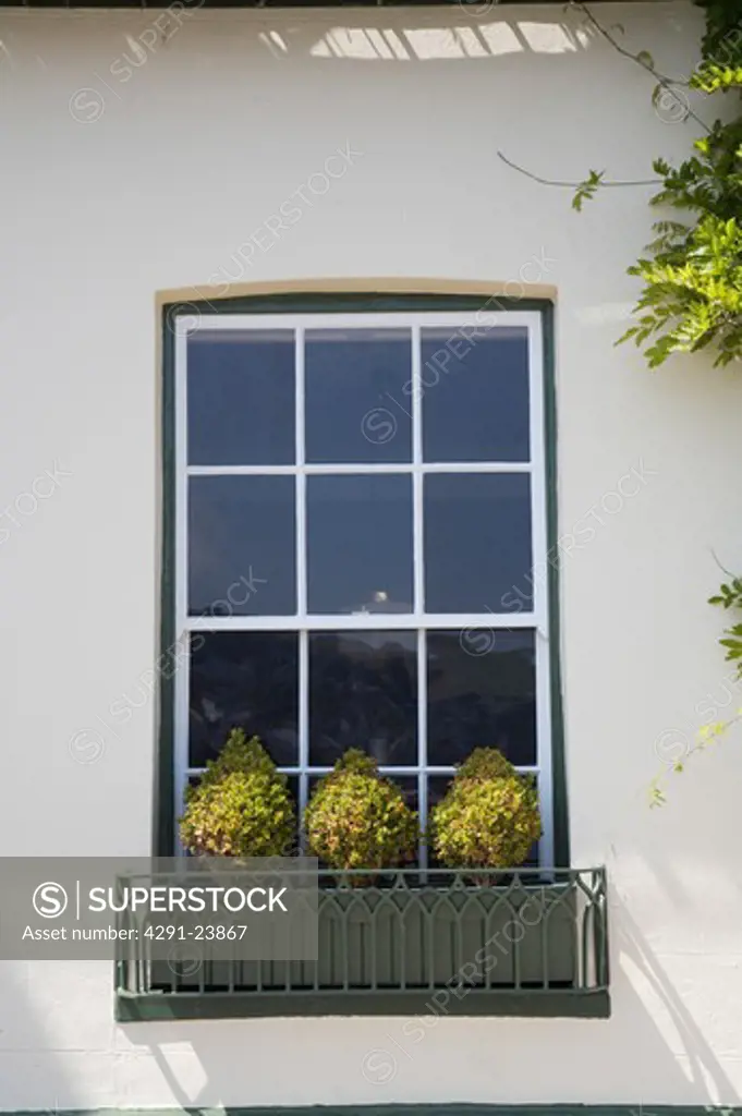 Close-up of sash window with clipped shrubs in window box