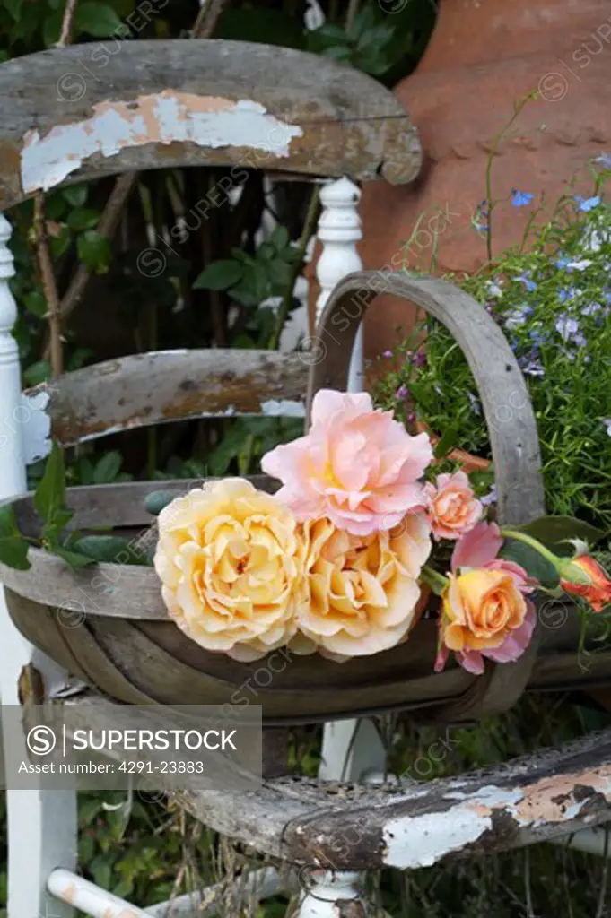 Pale yellow and pink roses in wooden trug on old wooden chair in the garden