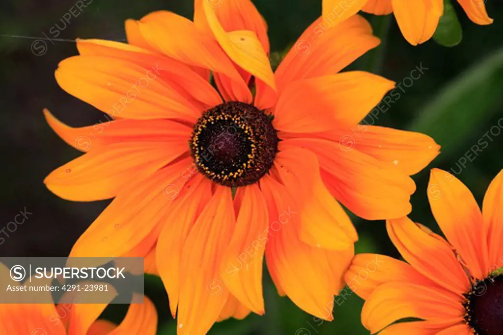 Close up of orange Rudbeckia flowers