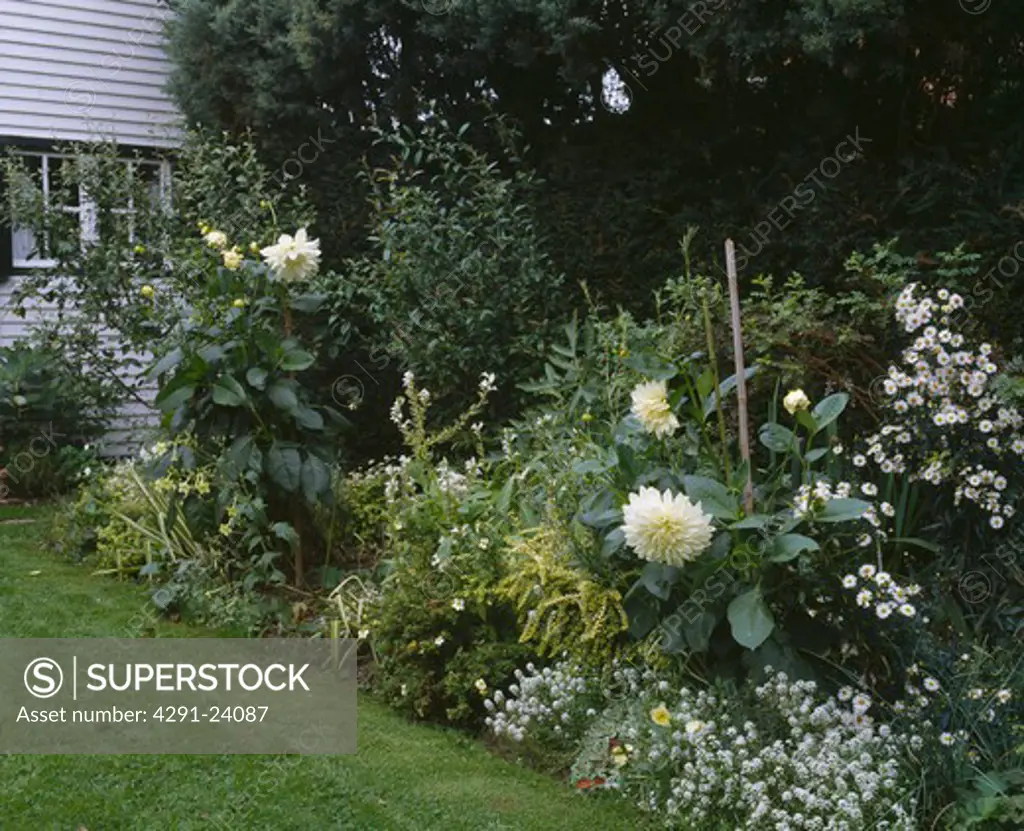 White clapperboard house with white border with sweet alyssumdahlias, feverfew andnicotiana .