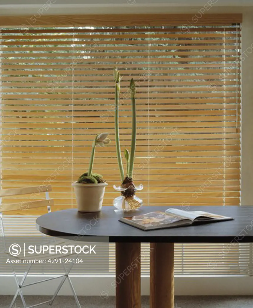 Amaryllis in pots on modern table in dining room with slatted wooden blinds