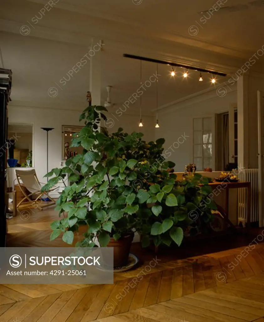 Large houseplant on parquet floor in modern apartment living room