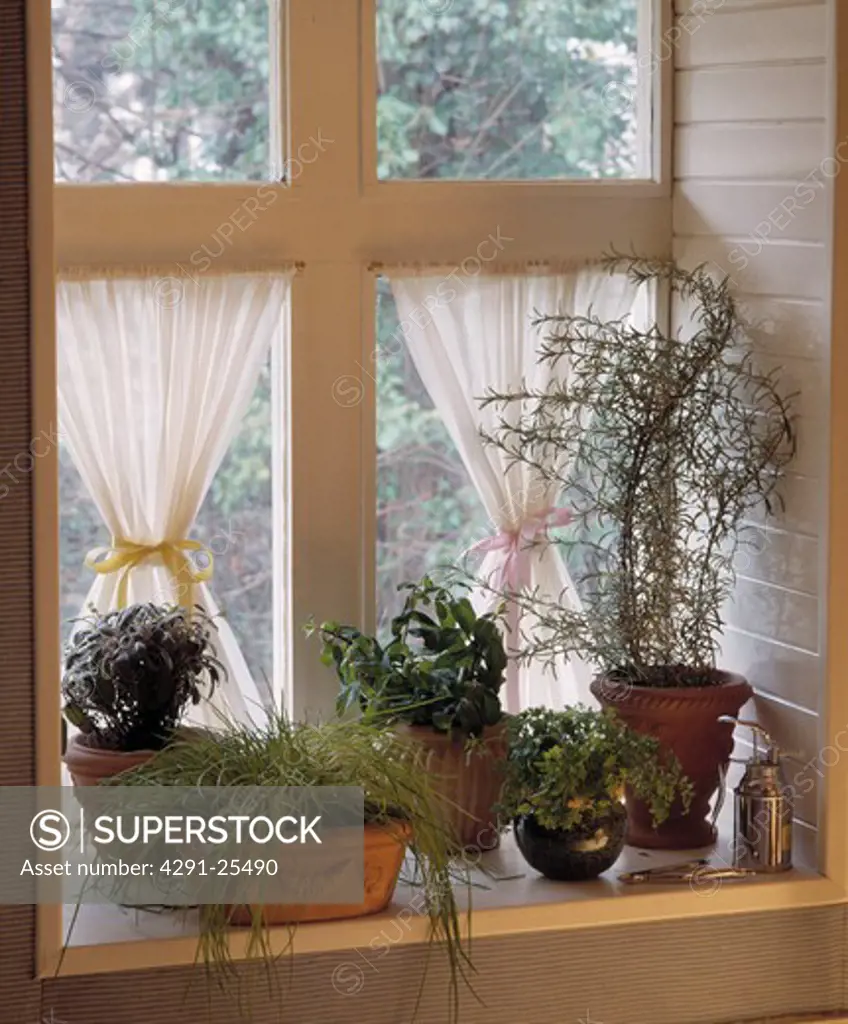 Herbs in pots on window sill