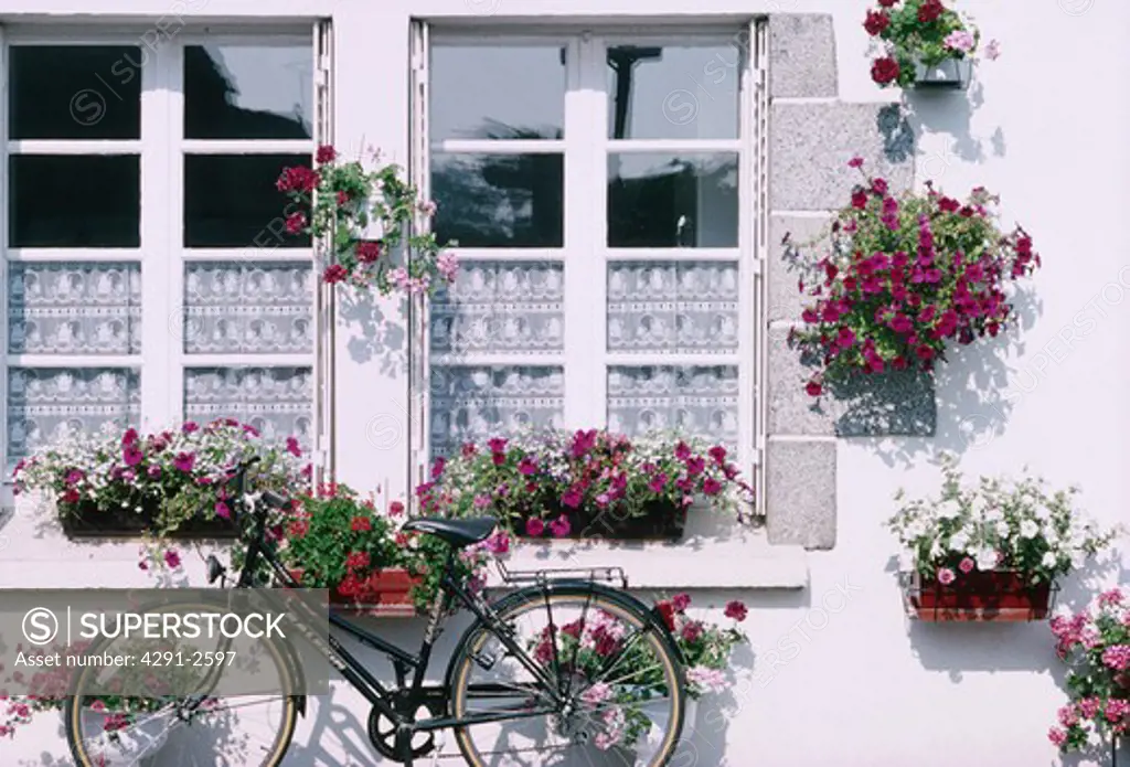 Bicycle in front of window with lace curtains and hanging baskets with purple petunias