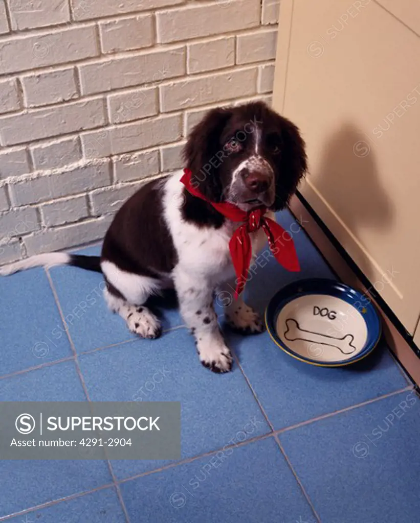 Brown and white spaniel dog wearing red scarf sitting beside empty food bowl