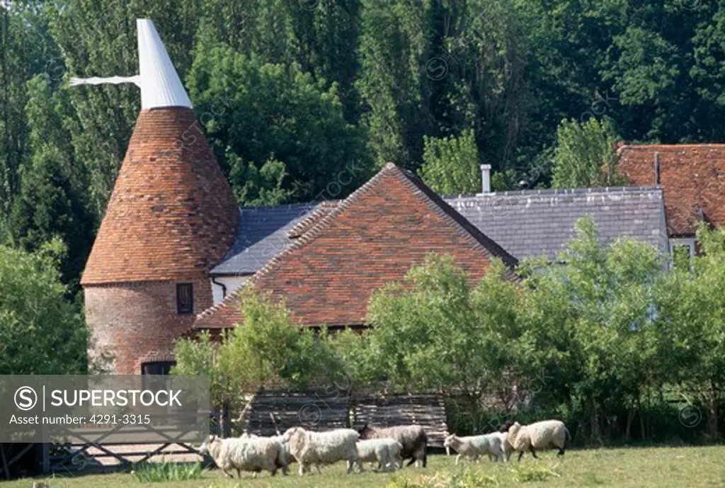 Sheep in field in front of traditional converted oast house