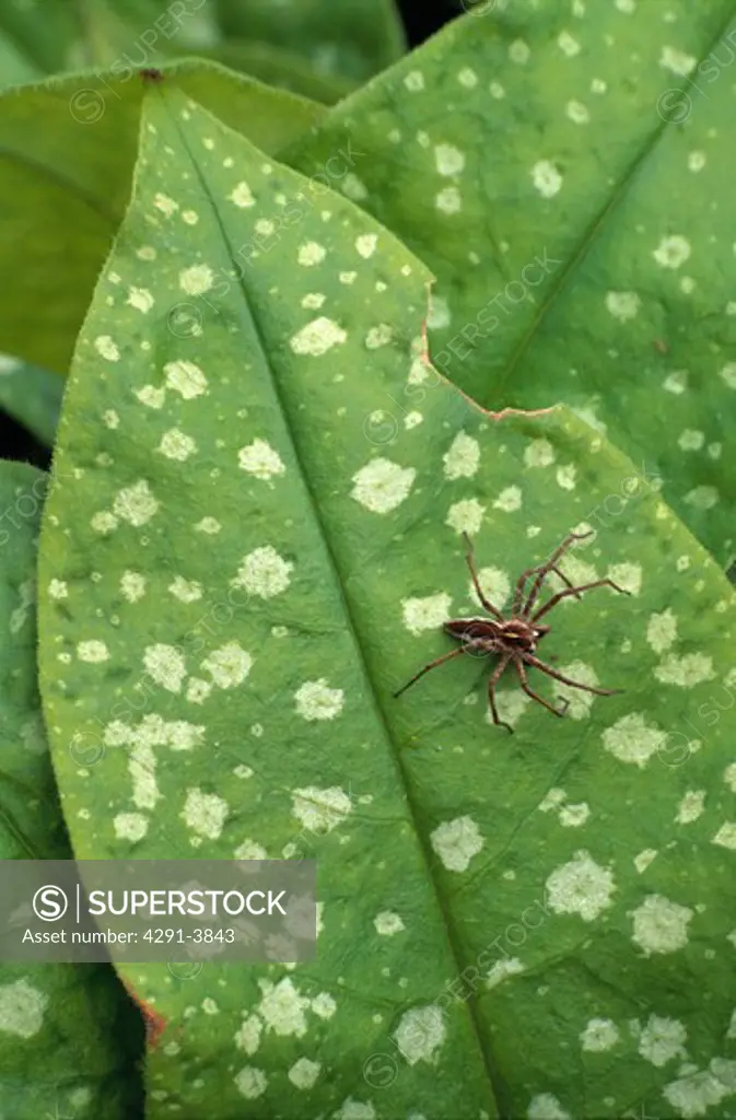 Close-up of spider on pulmonaria leaf