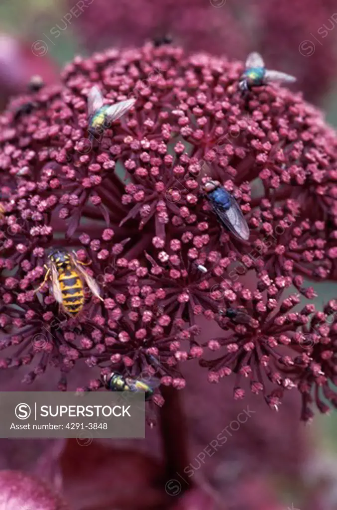 Close-up of flies and wasp on flowerhead