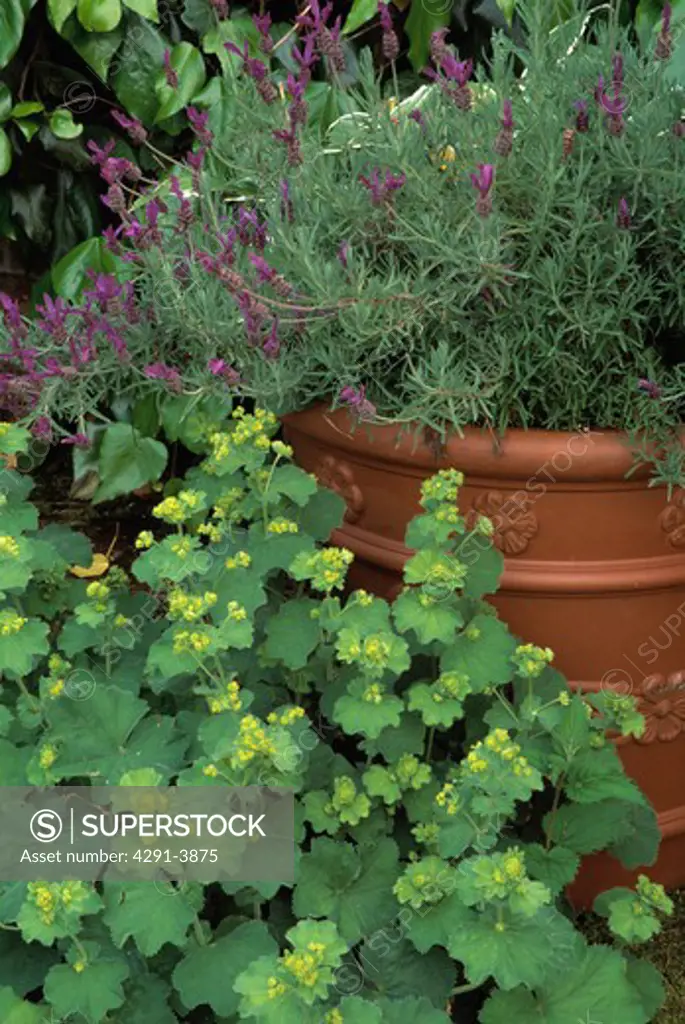Lavender in pot in country garden