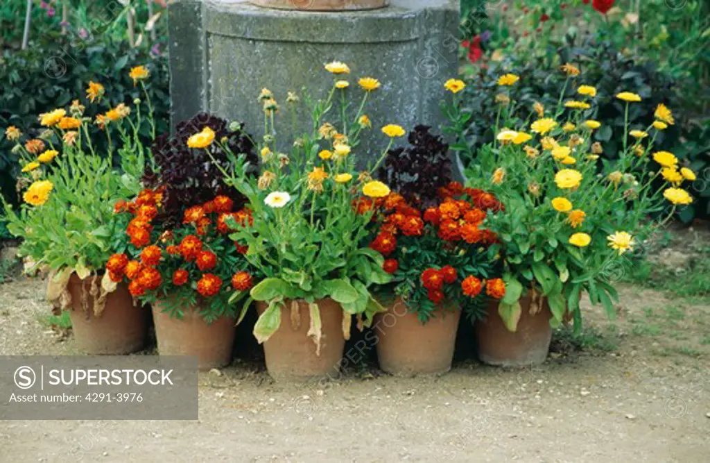 Colourful flowering summer plants in pots in country garden