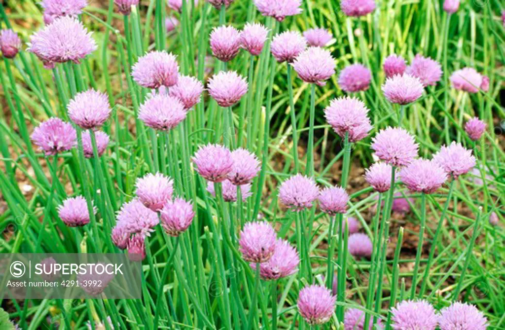 Close-up of pink chives