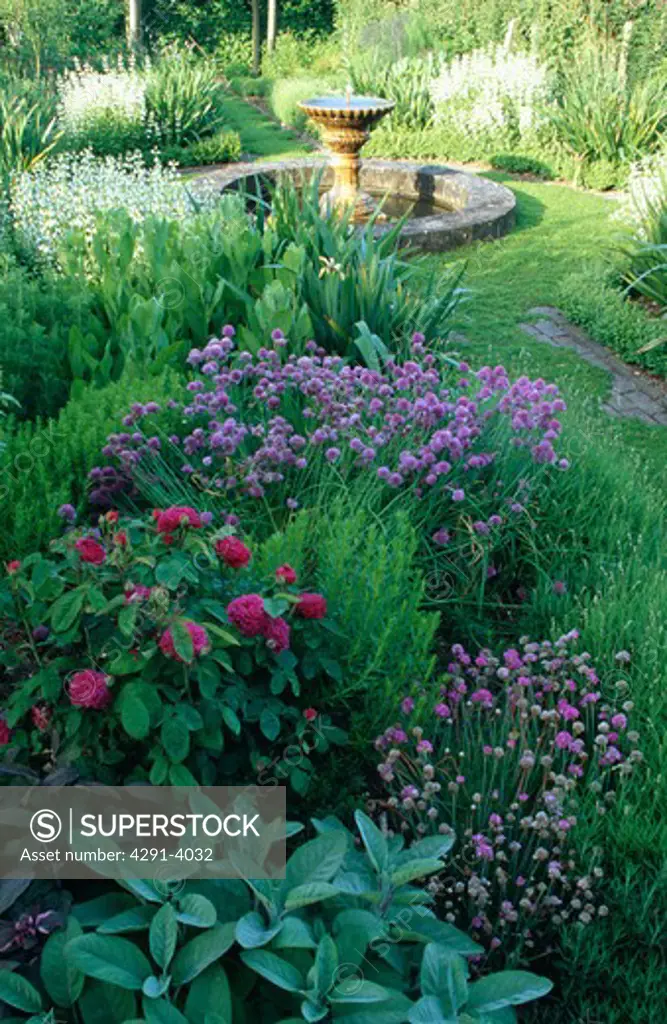 Pink roses and herbs in scented country garden in summer