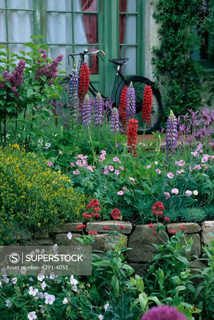 Lupins and flowering plants above small stone wall in summer garden