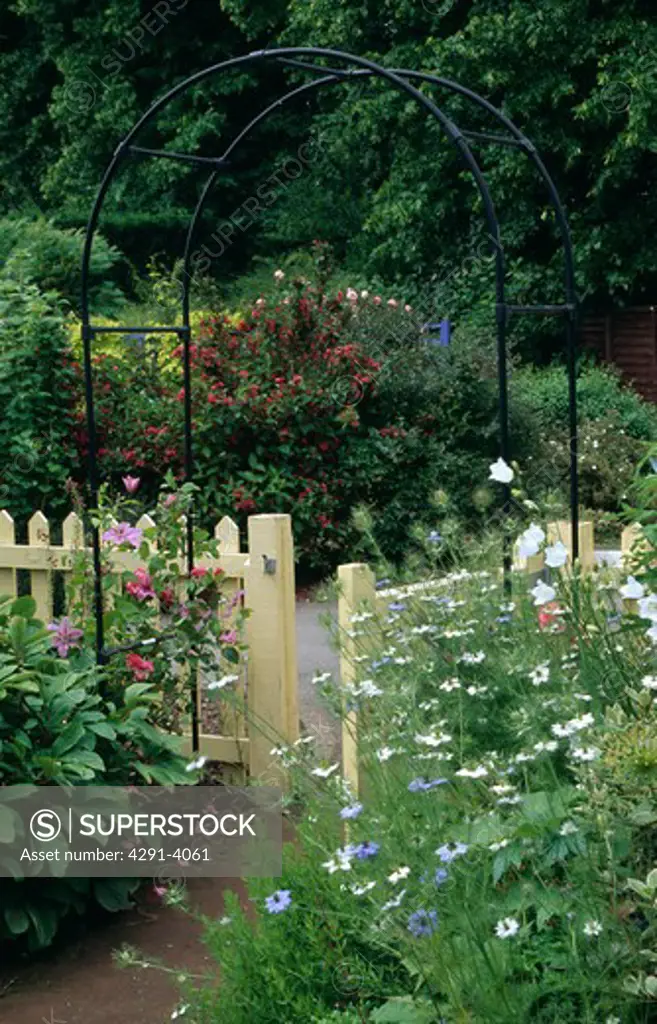Nigella against cream fence with metal arch in large country garden in summer