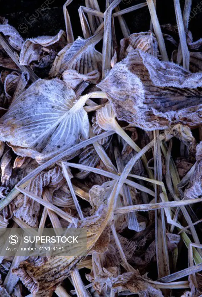 Close-up of frosted hosta leaves