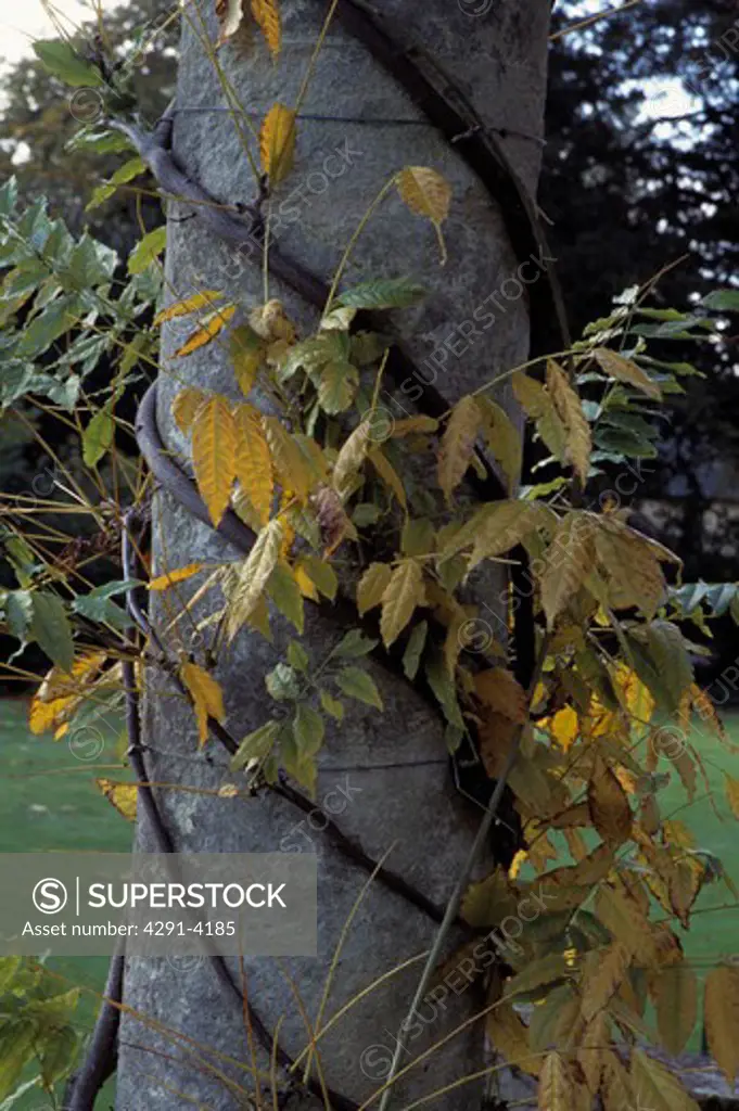 Close-up of wisteria twining around tree trunk