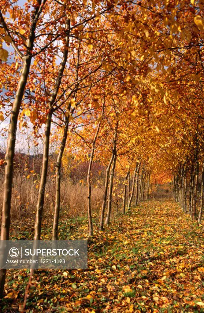 Path through trees in woodland garden in Autumn